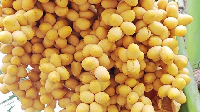Macro Closeup of Abundant Fresh Yellow Dates on Tree.