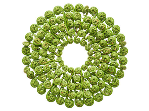Collection of Curled Fern Fiddleheads in Circular Botanical Arrangement Isolated on White Background &ndash; Vibrant Nature Composition PNG