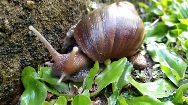 Close-up of a large garden snail crawling from green grass onto a rough, mossy rock wall. Detailed shot showing slimy texture, tentacles, and shell.