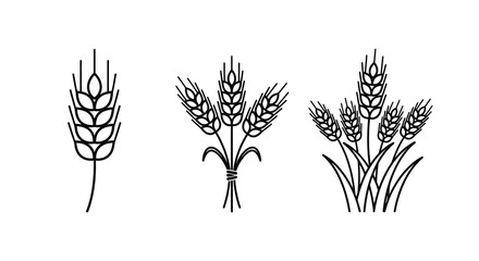 Wheat stalks illustration black line art on a white background © Rakib