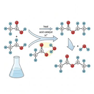 Esterification reaction mechanism diagram showing formation of ethyl acetate from acetic acid and ethanol with acid catalyst