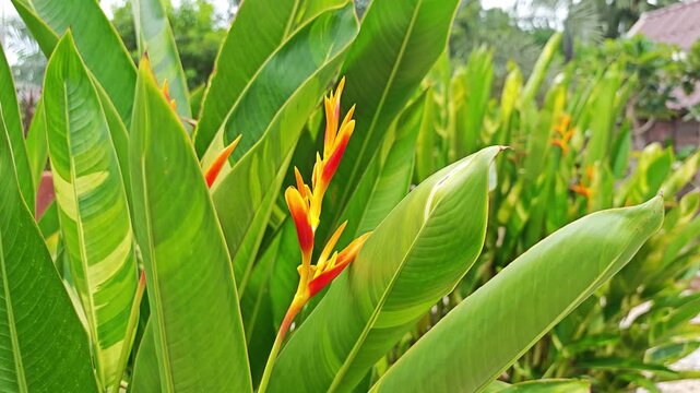 Closeup of Yellow Heliconia Psittacorum Flower with Variegated Foliage.