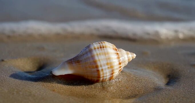 Seashell Washed Ashore on Sandy Beach with Gentle Ocean Foam Waves.