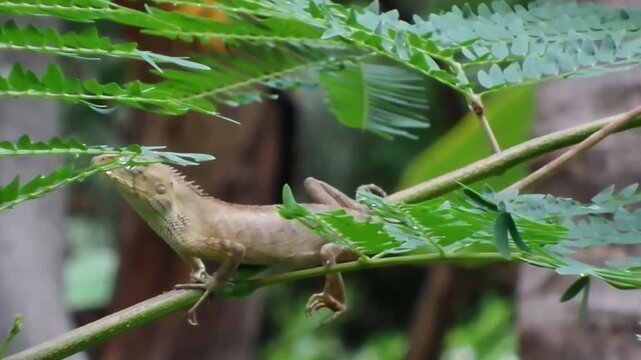 A Full HD static shot of a brown changeable lizard (Calotes versicolor) resting on a green branch with its eyes squinting and partially closed. No camera movement, pan, or zoom.