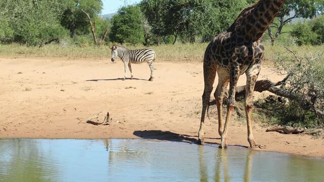 An old male giraffe drinks from a waterhole before lifting his head, startling a passing zebra in the background. Filmed in Mkhuze Game Reserve, South Africa