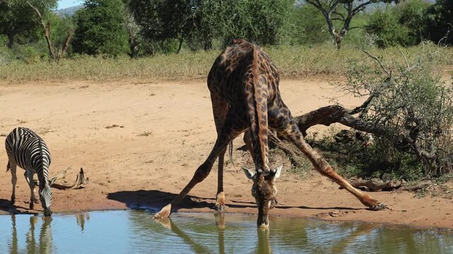 A bull giraffe is drinking at a waterhole while a Burchell's zebra approaches and joins the tall animal for a drink, Mkhuze Game Reserve