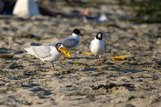 Black-headed gulls on a sandy beach, one carrying food in its beak