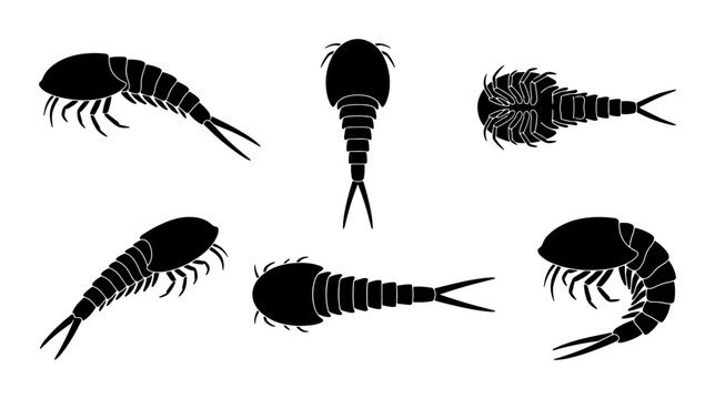 Trilobite Fossil Illustrations, Ancient Arthropod Silhouettes, Paleozoic Sea Creature Vector Set