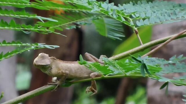 A Full HD static shot of a brown changeable lizard (Calotes versicolor) resting on a leafy branch with its eyes closed and head tilted curiously. No camera movement, pan, or zoom.