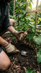 Fototapeta premium Gardener Gently Pulls Freshly Harvested Root Vegetable From Rich Soil