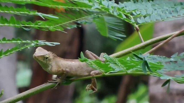 A Full HD static shot of a brown changeable lizard (Calotes versicolor) resting on a green branch, opening its eyes slightly while keeping its head tilted. No camera movement, pan, or zoom.