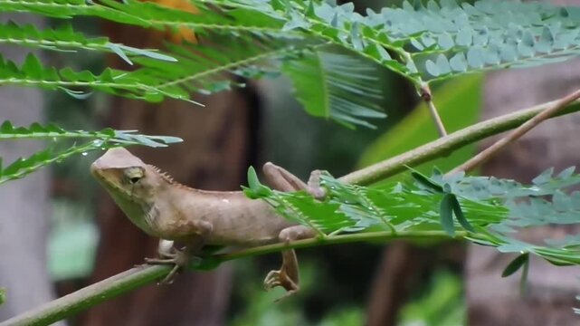 A Full HD static shot of a brown changeable lizard (Calotes versicolor) resting on a branch in a garden, keeping its head tilted while its eyes are closed. No camera movement, pan, or zoom.