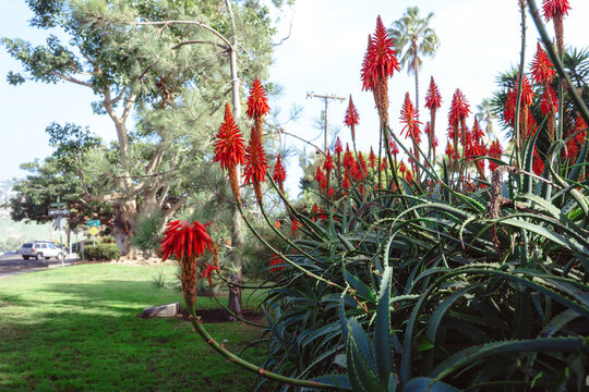 The image captures an idyllic coastal landscape featuring aloe plants with vibrant red flowers, enveloped by lush greenery and a tranquil beach horizon in the background.