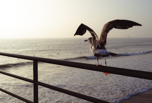 A graceful seagull stands atop a rail, its wings spread wide as it surveys the ocean waves below, embodying freedom and the beauty of coastal life.