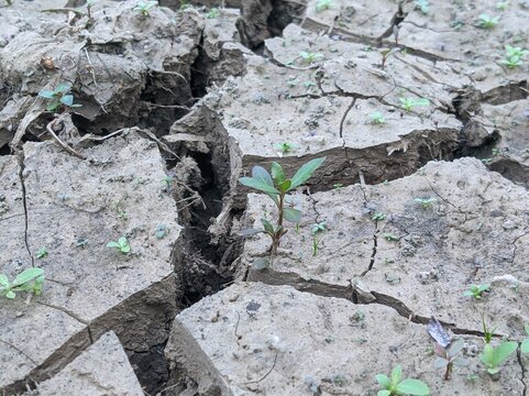 cracked land in rice fields in Java which triggered crop failure due to long drought