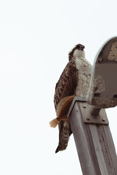 The majestic osprey atop a streetlight watches its surroundings, embodying a unique blend of urban life and wildlife beauty in a stunning coastal area under overcast skies.