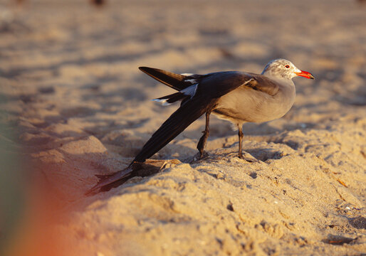 A striking image of a graceful seagull standing poised on the sunlit sandy beach at sunset, capturing the essence of coastal beauty and the allure of wildlife.