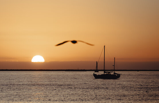 A majestic scene featuring a soaring bird and a serene sailboat silhouetted against the vibrant hues of dusk, embodying a sense of freedom and adventure on the water.