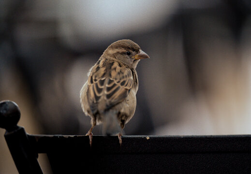 A close-up view of a small sparrow perched on a ledge captures the beauty of nature, highlighting the bird's delicate features and vibrant colors against a blurred background.