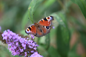 A peacock butterfly is searching for nectar © Robert