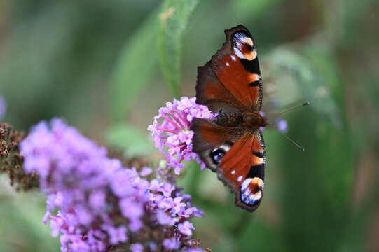 A butterfly lands on a buddleia and searches for nectar