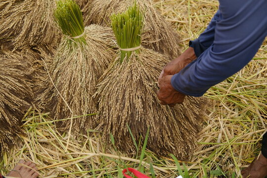 Hands inspecting freshly harvested rice ears bundled with rope and resting on the ground in a rice field