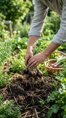 Fototapeta premium Freshly Harvested Organic Onions From A Lush Vegetable Garden