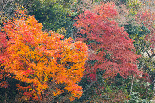 Autumn leaves of red color maple tree, fall season change