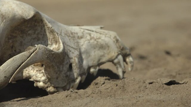 Sun bleached animal skull with worn teeth lying on dry cracked ground in harsh daylight, shot from ground level with shallow focus