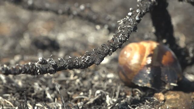 Macro view of charred branches and an empty snail shell on scorched ground after a grass fire, in harsh sunlight with shallow focus
