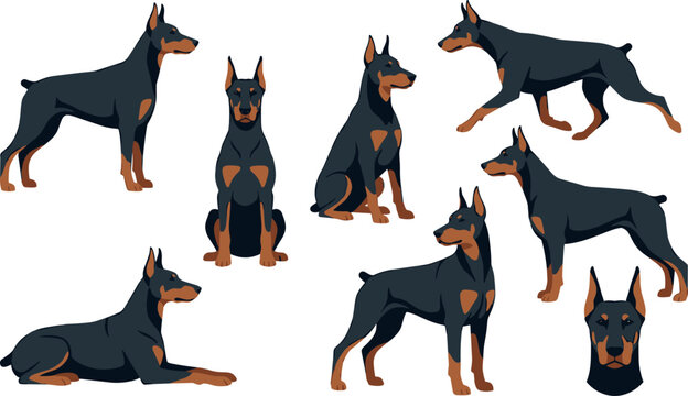 Doberman pinscher dog vector illustration set featuring purebred dogs standing sitting lying running and head portrait poses