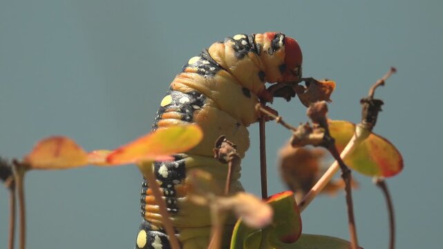 Spurge hawkmoth caterpillar with black spots and a glossy red head feeding on a spurge plant against a pale sky in bright sunlight