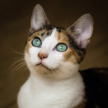 Curious domestic cat with striking green eyes gazes upward, showcasing its calico fur pattern