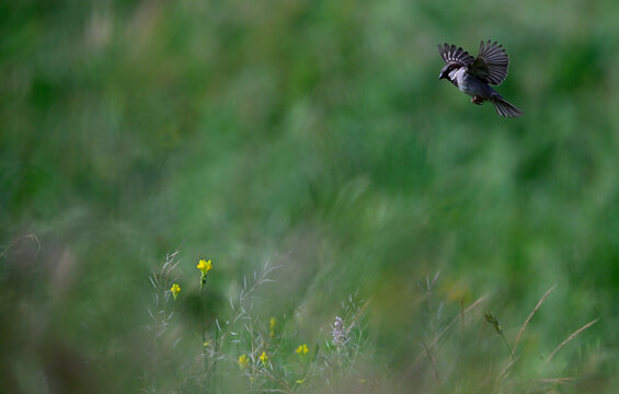 Haussperling // House sparrow (Passer domesticus)