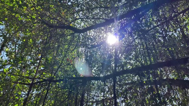Sunlight filters through dense, hanging tree branches. Deep green leaves drape over thick, twisting limbs. Thatched roof peeks through the canopy below. Natural light creates soft