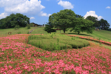 太陽の村のサツキの花（宮城県柴田町） © Tanji