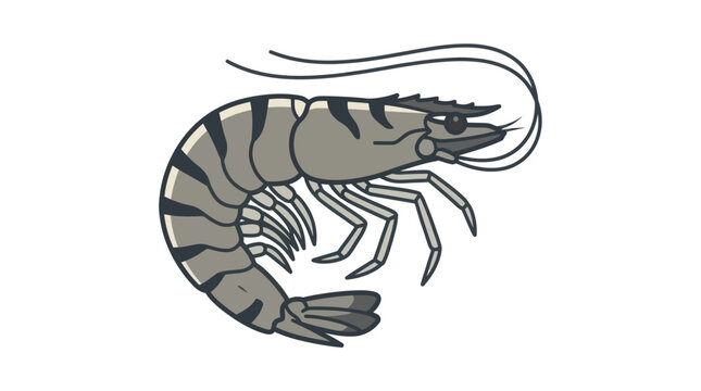 Detailed illustration of a shrimp.