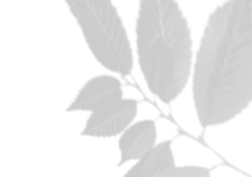 Natural light casts shadows from the laurel branches on a white background. Mockup