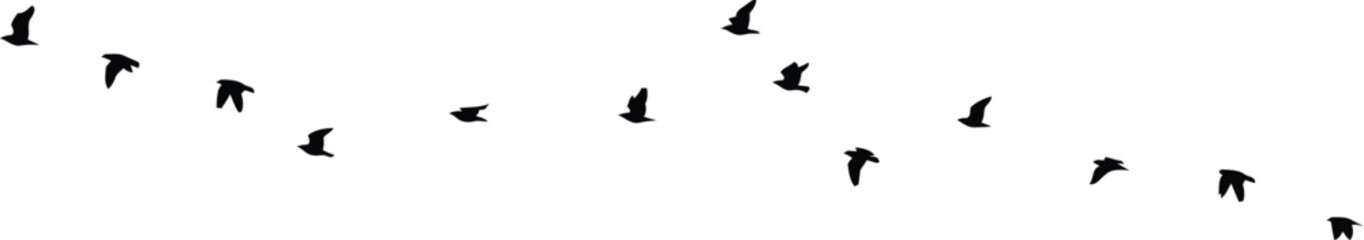 Fototapeta premium Flock of black silhouette birds flying in formation across 