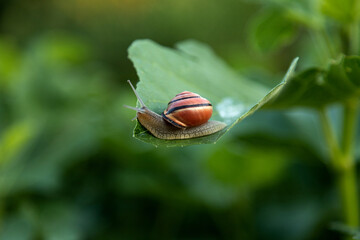 Small Land Snail on Green Leaf Macro © Ирина Санжаровская