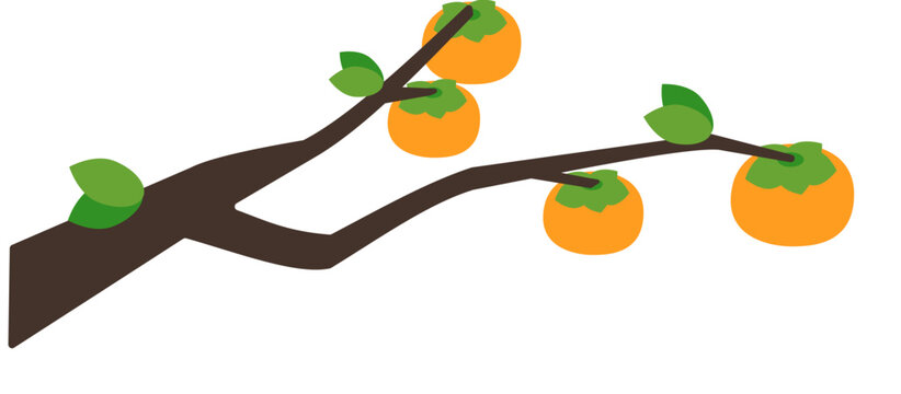 persimmon tree