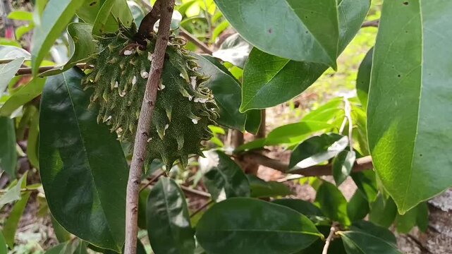 Young Soursop Fruit Growing on Tree in Tropical Garden