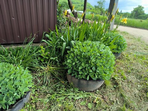 Lush green stonecrop plants growing in recycled tire planters in a country backyard for sustainable gardening and eco friendly upcycling concept