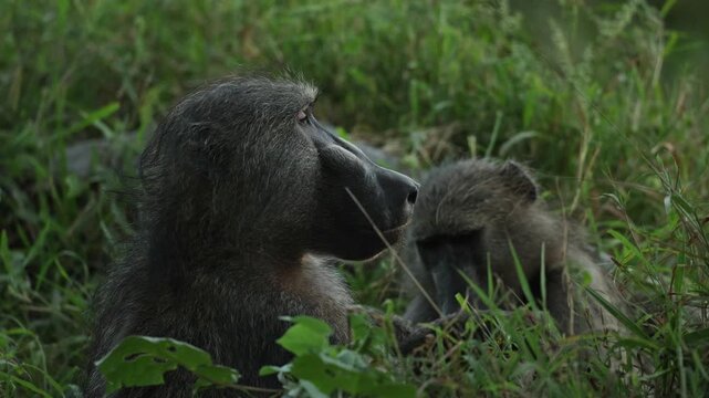 Closeup of a male chacma baboon's face while looking around as he sit in the lush grass with another member of the troop foraging for food, in the background. Filmed Kruger National Park.