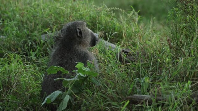 A dominant male chacma baboon sits in lush green grass and bares his large canine teeth in an aggressive threat display toward another member of the troop. Filmed in Kruger National Park, South Africa