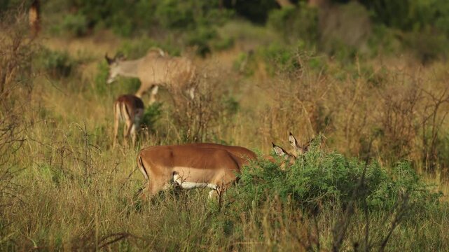 A herd of impala antelopes grazing in the golden light while a kudu walks past in the background, Filmed in Mkhuze Game Reserve, South Africa,