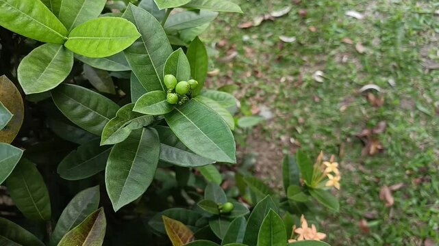 Young Ixora Berries Growing on Ornamental Shrub