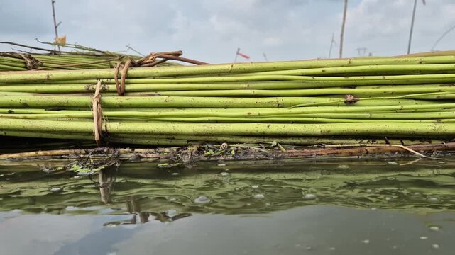 Bundles Of Green Raw Jute Stalks Floating In Water For Retting Process