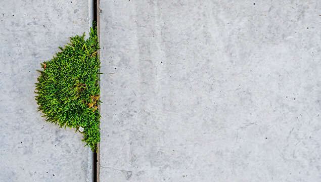 a vibrant green patch of moss growing out of the crack between grey concrete slabs