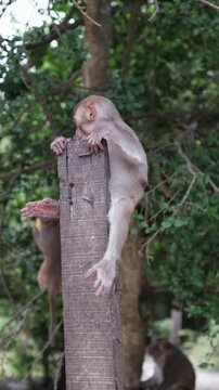 A small primate stretches downward from a timber column toward a second monkey holding fruit between its teeth in front of lush green forest foliage